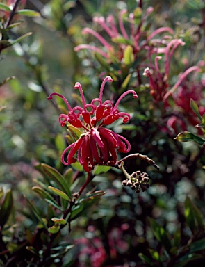 APII jpeg image of Grevillea sericea  © contact APII