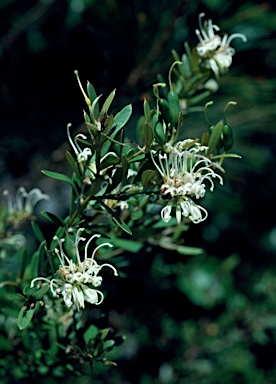 APII jpeg image of Grevillea sericea  © contact APII