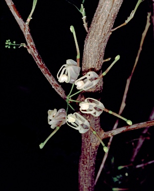 APII jpeg image of Grevillea shiressii  © contact APII