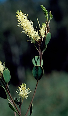 APII jpeg image of Grevillea shuttleworthiana subsp. canarina  © contact APII