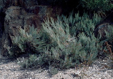 APII jpeg image of Grevillea sparsiflora  © contact APII