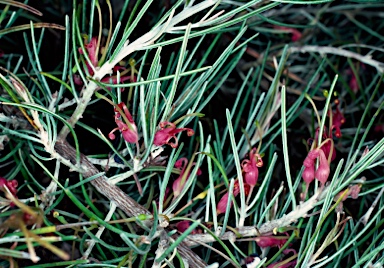 APII jpeg image of Grevillea sparsiflora  © contact APII