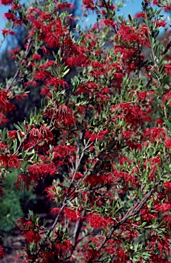 APII jpeg image of Grevillea speciosa subsp.  © contact APII