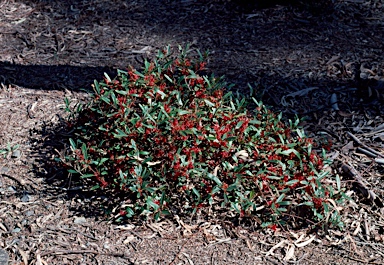 APII jpeg image of Grevillea dimorpha  © contact APII