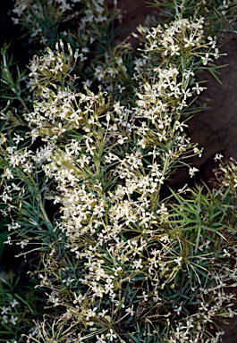 APII jpeg image of Grevillea spinosissima  © contact APII