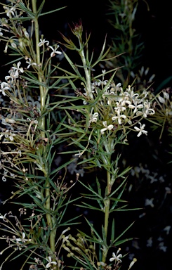 APII jpeg image of Grevillea spinosissima  © contact APII