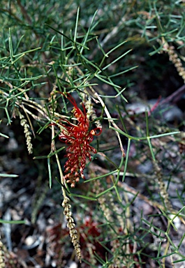 APII jpeg image of Grevillea squiresiae  © contact APII