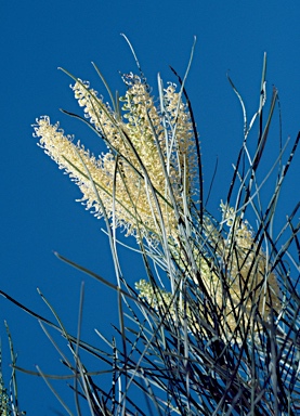 APII jpeg image of Grevillea stenobotrya  © contact APII