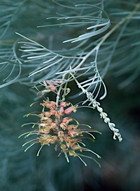 APII jpeg image of Grevillea stenomera  © contact APII