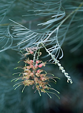 APII jpeg image of Grevillea stenomera  © contact APII