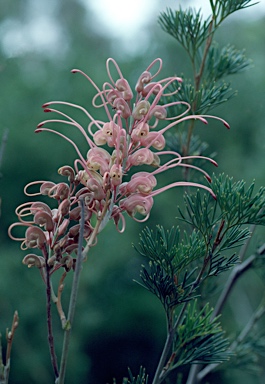 APII jpeg image of Grevillea plurijuga subsp. superba  © contact APII