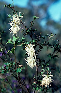 APII jpeg image of Grevillea tenuiflora  © contact APII