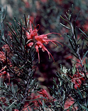 APII jpeg image of Grevillea pinaster  © contact APII