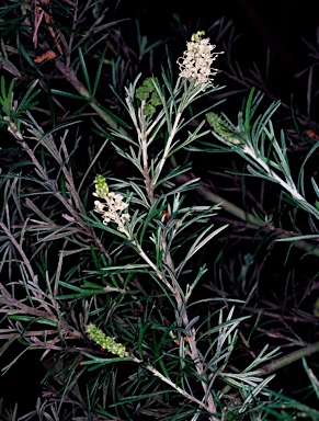 APII jpeg image of Grevillea trachytheca  © contact APII