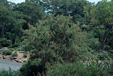 APII jpeg image of Grevillea treueriana  © contact APII