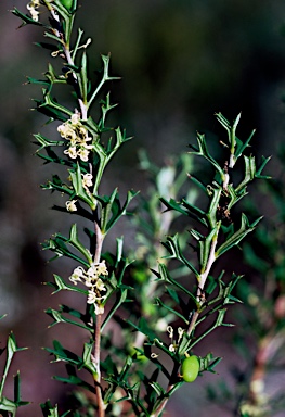 APII jpeg image of Grevillea trifida  © contact APII