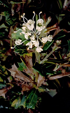 APII jpeg image of Grevillea trifida  © contact APII