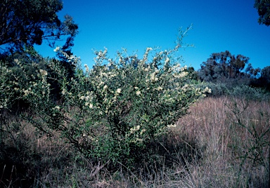 APII jpeg image of Grevillea triloba  © contact APII