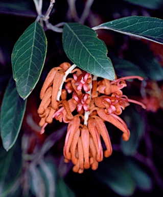 APII jpeg image of Grevillea parvula  © contact APII