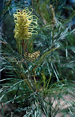 APII jpeg image of Grevillea whiteana  © contact APII