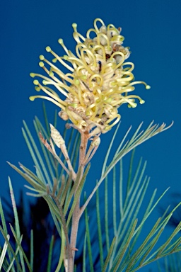 APII jpeg image of Grevillea whiteana  © contact APII