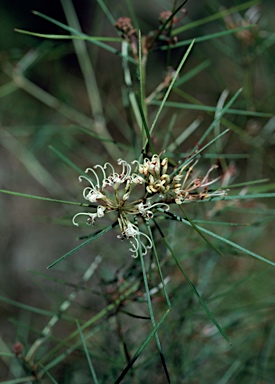 APII jpeg image of Grevillea wiradjuri  © contact APII