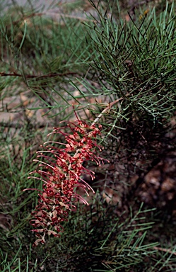 APII jpeg image of Grevillea 'Billy Bonkers'  © contact APII