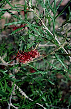 APII jpeg image of Grevillea 'Brookvale Letitia'  © contact APII