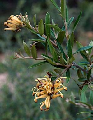 APII jpeg image of Grevillea 'Canterbury Gold'  © contact APII