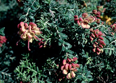 APII jpeg image of Grevillea 'Cascade'  © contact APII