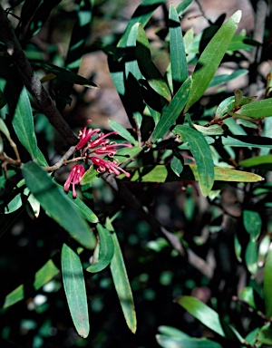 APII jpeg image of Grevillea hockingsii  © contact APII