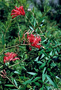 APII jpeg image of Grevillea 'Ember Glow'  © contact APII