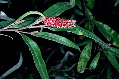 APII jpeg image of Grevillea 'Coastal Glow'  © contact APII
