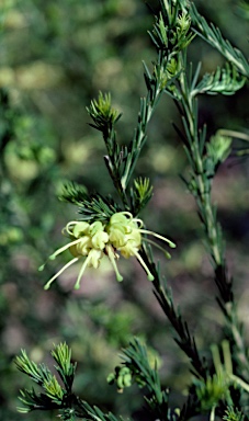APII jpeg image of Grevillea rosmarinifolia 'Limelight'  © contact APII