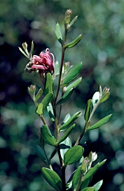 APII jpeg image of Grevillea 'Little Miss Muffet'  © contact APII