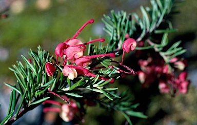 APII jpeg image of Grevillea 'Nancy Otzen'  © contact APII