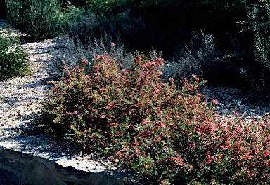 APII jpeg image of Grevillea rosmarinifolia 'Pink Pixie'  © contact APII