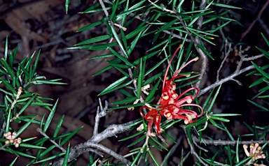 APII jpeg image of Grevillea 'Poorinda Adorning'  © contact APII