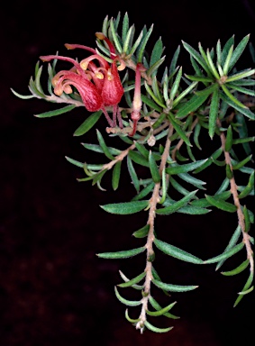 APII jpeg image of Grevillea 'Poorinda Beauty'  © contact APII