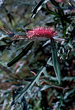 APII jpeg image of Grevillea 'Taminga'  © contact APII