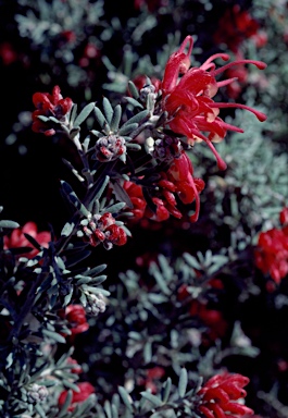 APII jpeg image of Grevillea lavandulacea 'Tanunda'  © contact APII