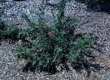 APII jpeg image of Grevillea 'Wakiti Sunrise'  © contact APII