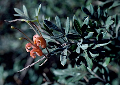 APII jpeg image of Grevillea 'Wakiti Sunrise'  © contact APII