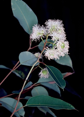 APII jpeg image of Corymbia calophylla  © contact APII