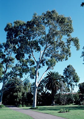 APII jpeg image of Corymbia citriodora  © contact APII