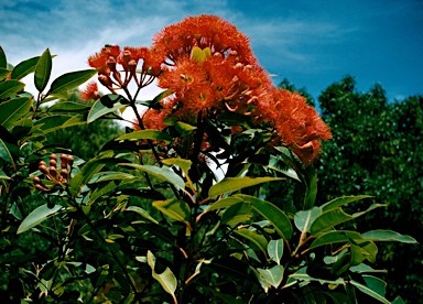 APII jpeg image of Corymbia ficifolia  © contact APII