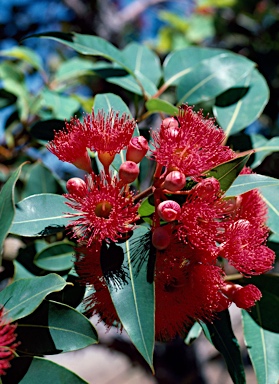 APII jpeg image of Corymbia ficifolia  © contact APII