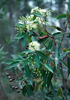 APII jpeg image of Corymbia gummifera  © contact APII