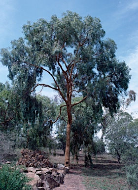 APII jpeg image of Corymbia leichhardtii  © contact APII