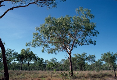 APII jpeg image of Corymbia porrecta  © contact APII